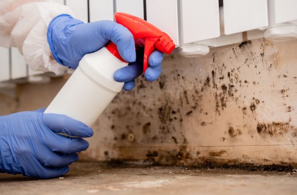 Mold-Remediation-in-Tallahassee-Florida